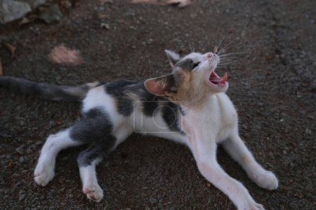Foto de Vista superior pequeño gato de la calle bosteza mientras descansa en gris stone.Tricolor gatito tabby preparando el sueño. - Imagen libre de derechos