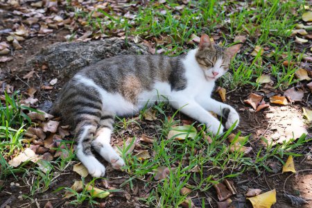 Foto de Gris blanco tabby gato callejero durmiendo en verde hierba. - Imagen libre de derechos