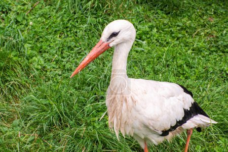 White stork, Ciconia ciconia, on a green meadow. Wild animalin nature. Birds in in the green park. Stork looking for food. Adult European White Stork Bird Walking In Green Summer Grass and Eating.