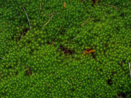 Téléchargez les photos : Mousse verte fond gros plan, mousses surface de billes de bois dans un beau fond de forêt. Star Moss, Polytrichum commune, vue d'en haut. Twisted Moss est une mousse en forme d'étoile naturelle. - en image libre de droit