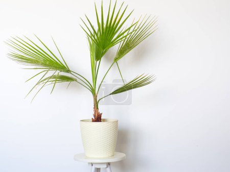 Washingtonia filifera in a pot at home. Houseplant in flowerpot on white background. Home gardening. Houseplants and urban jungle concept. Copy space. Washingtonia robusta is called the Mexican palm.