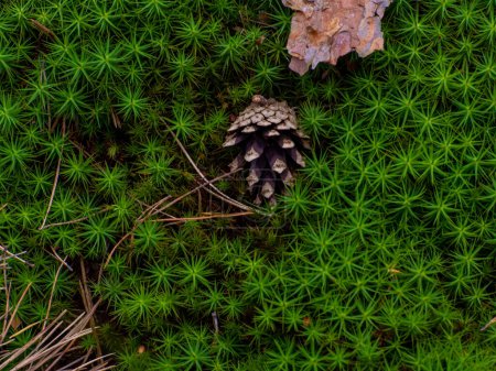 Téléchargez les photos : Mousse verte fond gros plan, mousses surface de billes de bois dans un beau fond de forêt. Star Moss, Polytrichum commune, vue d'en haut. Twisted Moss est une mousse en forme d'étoile naturelle. - en image libre de droit