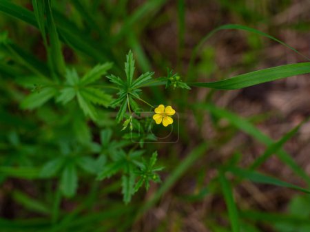 Photo for Potentilla erecta tormentil, septfoil or erect cinquefoil is a herbaceous perennial plant belonging to the rose family, Rosaceae. Tormentil, Potentilla erecta used in herbal medicine. Selective focus - Royalty Free Image