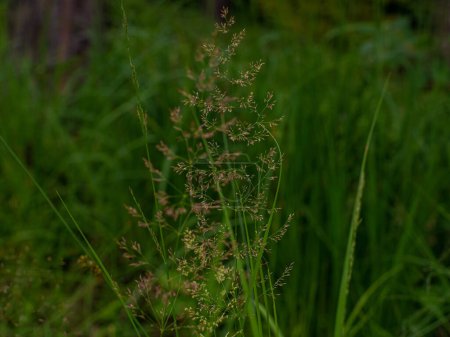 Photo for Selective focus of wild grass flower in forest, Agrostis bent or bentgrass. Overgrown field in the countryside. Tall dry stalks, flowers and plants in the meadow. Selective focus with copy space. - Royalty Free Image