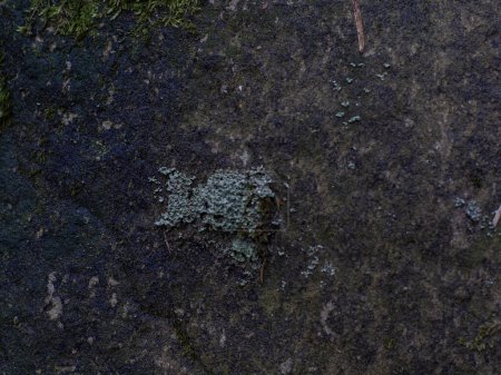 Abstract Black grunge texture background. Rustic old pattern dark surface with copy space. picture used website decoration or add text message. Background old stone with moss and lichen.