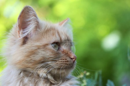 The cat is the color of a caf au lait. Fluffy cute friend sitting in the grass - Stock photo of cat 2