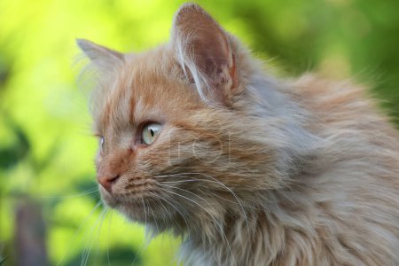 The cat is the color of a caf au lait. Fluffy cute friend sitting in the grass - Stock photo of cat 4