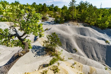 Photo for A beautiful wonder of nature - the Istrian desert, with trees in the background and the beautiful Croatian sun - Royalty Free Image
