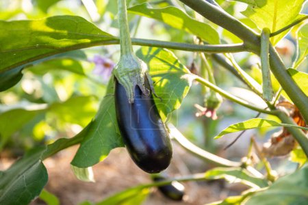 Photo for Ripe eggplant grows in the garden. High quality photo - Royalty Free Image