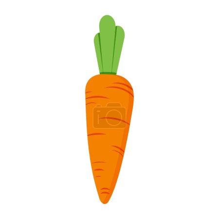 Téléchargez les illustrations : Illustration de carotte isolée sur fond blanc - en licence libre de droit