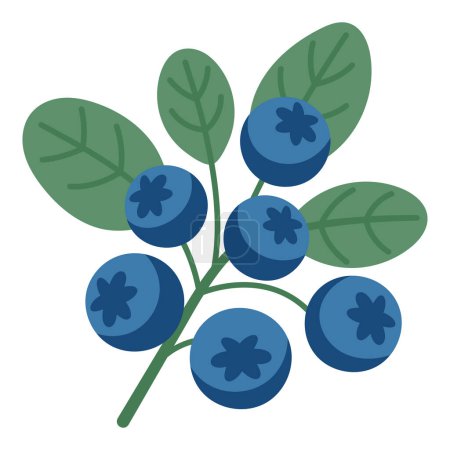 Blueberries isolated on white background, vector illustration