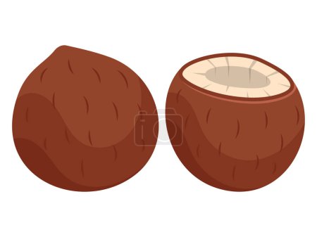 Coconut isolated on white background. Hand drawn illustration.