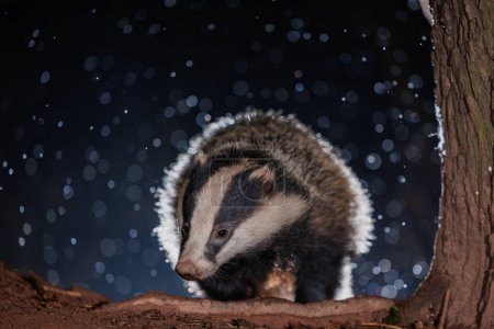 Photo for A badger comes out to forage as it begins to snow in the Brecon Beacons National Park, Brecon Beacons, United Kingdom, 8th March 2023 - Royalty Free Image