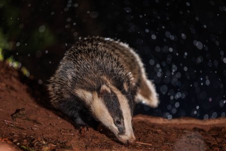 A badger comes out to forage as it begins to snow in the Brecon Beacons National Park, Brecon Beacons, United Kingdom, 8th March 2023