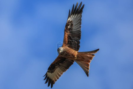 Photo for Red Kites soar through the sky as they feed at Muddy Boots Cafe, Harewood, Leeds, United Kingdom, 27th March 2023 - Royalty Free Image