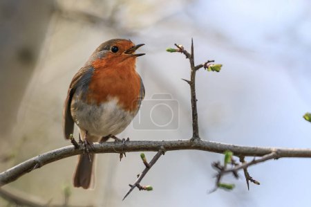 Foto de Un Robin canta desde una sucursal de Hawthorne en una hermosa mañana soleada de primavera en Muddy Boots Café, Harewood, Leeds, Reino Unido, 27 de marzo 202 - Imagen libre de derechos