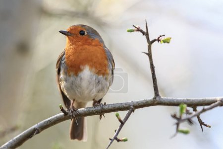 Téléchargez les photos : A Robin chante depuis une branche d'Hawthorne par une belle matinée ensoleillée au Muddy Boots Cafe, Harewood, Leeds, Royaume-Uni, le 27 mars 202 - en image libre de droit