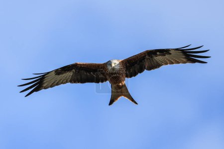 Photo for Red Kites soar through the sky as they feed at Muddy Boots Cafe, Harewood, Leeds, United Kingdom, 27th March 2023 - Royalty Free Image
