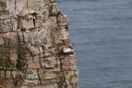 Foto de Gannets se sientan precariamente en sus nidos en lo alto de la cara del acantilado en RSPB Bempton Cliffs en Bempton Cliffs, Bempton, Bridlington, Reino Unido, 30 de marzo 202 - Imagen libre de derechos