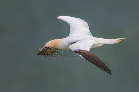 Photo for A Gannet returns with nesting material as the breading season gets underway at RSPB Bempton Cliffs at Bempton Cliffs, Bempton, Bridlington, United Kingdom, 30th March 202 - Royalty Free Image