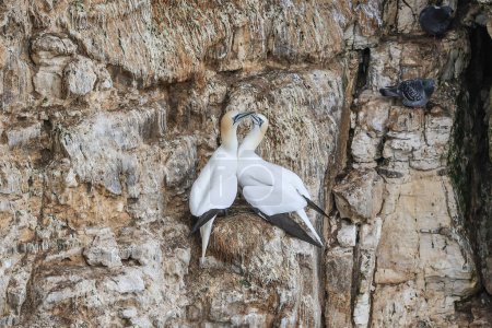 Foto de Una pareja reproductora de Gannets durante un ritual de apareamiento en RSPB Bempton Cliffs en Bempton Cliffs, Bempton, Bridlington, Reino Unido, 30 de marzo 202 - Imagen libre de derechos