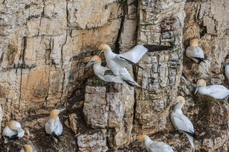 Photo for A breeding pair of Gannets during a mating ritual at RSPB Bempton Cliffs at Bempton Cliffs, Bempton, Bridlington, United Kingdom, 30th March 202 - Royalty Free Image