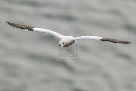 Photo for A Gannet soars above the cliffs at RSPB Bempton Cliffs at Bempton Cliffs, Bempton, Bridlington, United Kingdom, 30th March 202 - Royalty Free Image