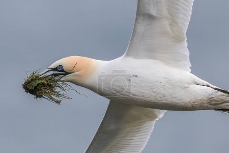 Foto de Un gannet regresa con material de anidación a medida que la temporada de empanado comienza en RSPB Bempton Cliffs en Bempton Cliffs, Bempton, Bridlington, Reino Unido, 30 de marzo 202 - Imagen libre de derechos