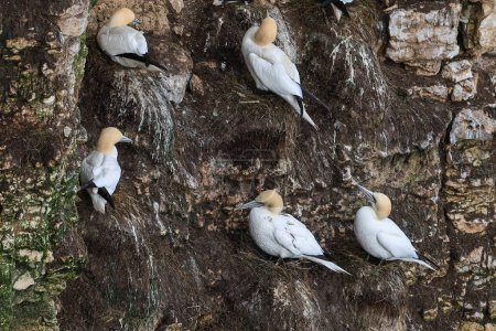 Photo for Gannets sit precariously on their nests high up the cliff face at RSPB Bempton Cliffs at Bempton Cliffs, Bempton, Bridlington, United Kingdom, 30th March 202 - Royalty Free Image