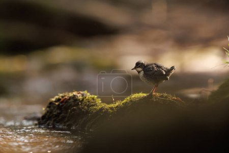 Photo for Dipper chicks fledge on Easter Saturday at River Usk, Crickhowell, United Kingdom, 8th April 202 - Royalty Free Image