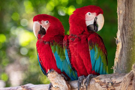 A breading pair of macaw parrots at Lincolnshire Wildlife Park open day. A selection of the animals that LWP works as a charitable organisation to protect