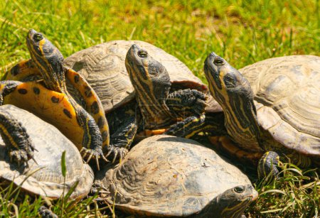 Photo for A group of terrapins at Lincolnshire Wildlife Park open day. A selection of the animals that LWP works as a charitable organisation to protect - Royalty Free Image