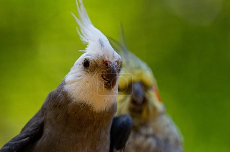 Photo for A cockatiel at Lincolnshire Wildlife Park open day. A selection of the animals that LWP works as a charitable organisation to protect - Royalty Free Image