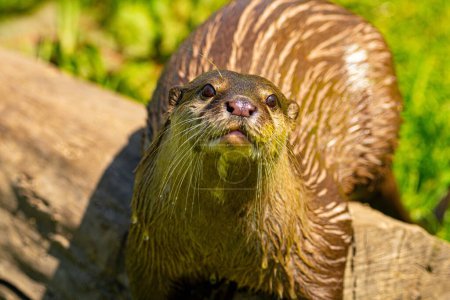Photo for An otter at Lincolnshire Wildlife Park open day. A selection of the animals that LWP works as a charitable organisation to protect - Royalty Free Image