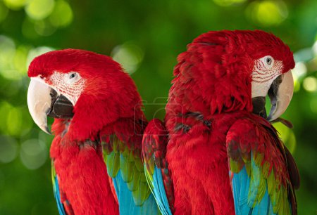 Photo for A breading pair of macaw parrots at Lincolnshire Wildlife Park open day. A selection of the animals that LWP works as a charitable organisation to protect - Royalty Free Image