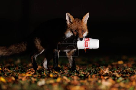 Foto de Un Fox juega con un cartón de bebidas de Five Guys en Bristol City Centre en Bristol City Centre, Bristol, Reino Unido, 6 de diciembre de 2023 - Imagen libre de derechos