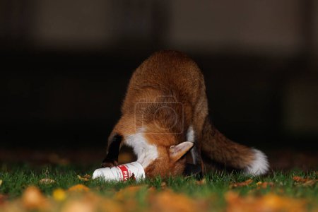 Photo for A Fox plays with a Five Guys drinks carton in Bristol City Centre at Bristol City Centre, Bristol, United Kingdom, 6th December 2023 - Royalty Free Image