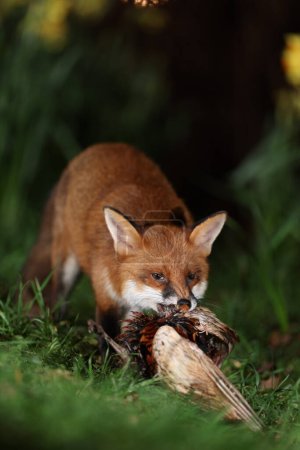 Téléchargez les photos : Gros plan de renard sauvage mangeant du faisan sur l'herbe - en image libre de droit