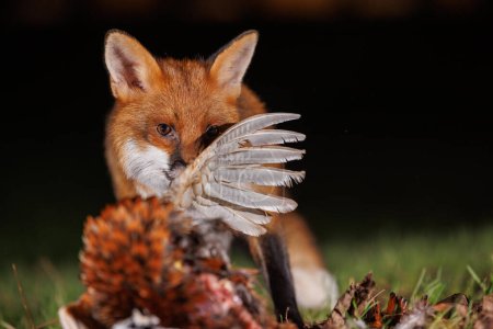 Foto de Primer plano disparo de zorro salvaje comer faisán en la hierba - Imagen libre de derechos