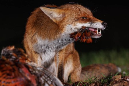 Photo for Close-up shot of wild fox eating pheasant on grass - Royalty Free Image