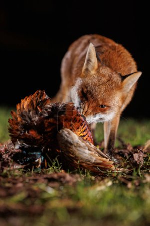 Photo for Close-up shot of wild fox eating pheasant on grass - Royalty Free Image