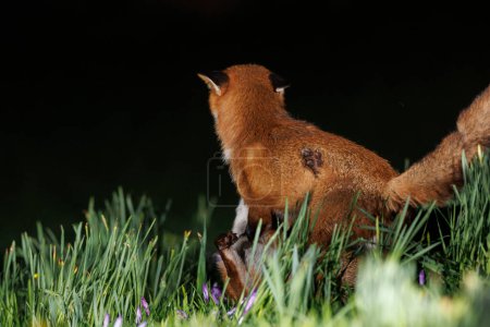 Photo for Two urban foxs frolicking in spring flowers near Bristol City Centre, Bristol, United Kingdom, 20th February 2024 - Royalty Free Image