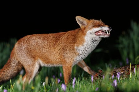 Téléchargez les photos : A urban fox eating as it stands in spring flowers near Bristol City Centre, Bristol, Royaume-Uni, 20 février 202 - en image libre de droit