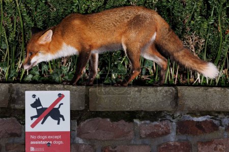 Téléchargez les photos : A urban fox passes a No dogs except assistance dogs sign near Bristol City Centre, Bristol, Royaume-Uni, 20 février 2024 - en image libre de droit