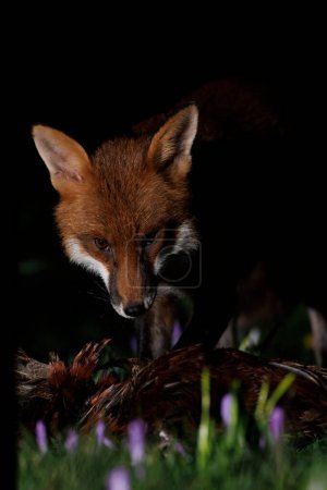 Photo for A urban fox eating as it stands in spring flowers near Bristol City Centre, Bristol, United Kingdom, 20th February 202 - Royalty Free Image