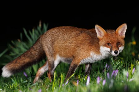 Téléchargez les photos : A urban fox stands in spring flowers near Bristol City Centre, Bristol, Royaume-Uni, 20 février 202 - en image libre de droit
