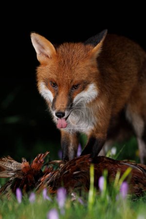 Téléchargez les photos : A urban fox eating as it stands in spring flowers near Bristol City Centre, Bristol, Royaume-Uni, 20 février 202 - en image libre de droit