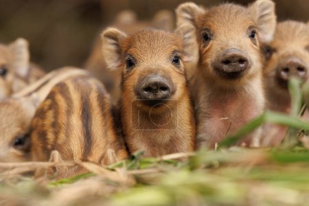 5 day old wild piglets also known as Humbugs peer out of their nest deep in the Forest of Dean, United Kingdom, 26th February 202