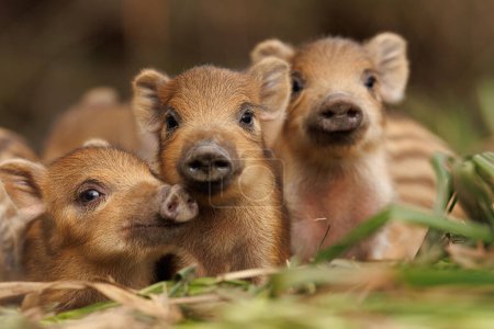 Photo for 5 day old wild piglets also known as Humbugs peer out of their nest deep in the Forest of Dean, United Kingdom, 26th February 202 - Royalty Free Image
