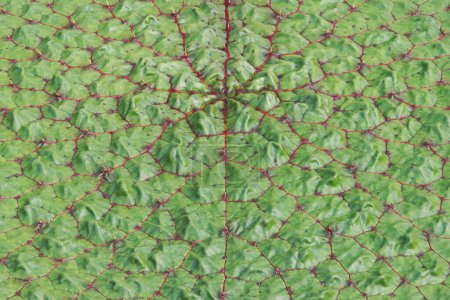 Téléchargez les photos : Feuille verte de Prickly Waterlily Natural Abstract Pattern Contexte - en image libre de droit